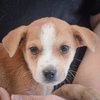 Daisy - Photo 6