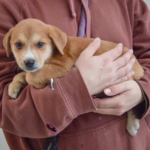 GOLIATH - Yellow Labrador Retriever / German Shepherd Dog available for adoption