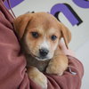 Goliath - Photo 4