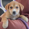 Goliath - Photo 5