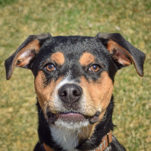 Grizzly, an adoptable Mountain Cur in Huntley, IL