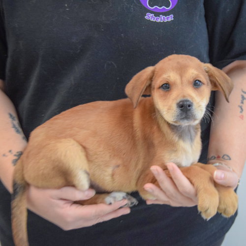 LAVENDER - Yellow Labrador Retriever / German Shepherd Dog available for adoption
