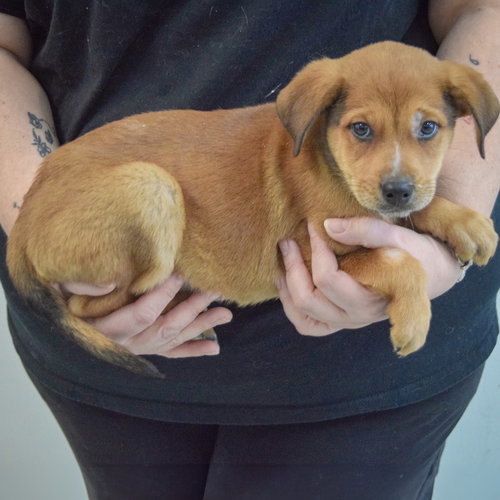 PAULY - Yellow Labrador Retriever / German Shepherd Dog available for adoption