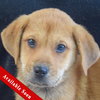 Scout - Photo 1