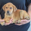 Scout - Photo 2