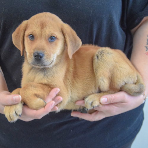 SCOUT - Yellow Labrador Retriever / German Shepherd Dog available for adoption