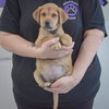 Scout - Photo 3