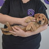 Scout - Photo 4
