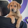 Scout - Photo 5