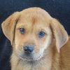 Scout - Photo 6