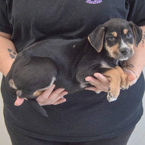 TANK - Black Labrador Retriever / Rottweiler available for adoption
