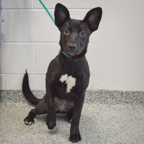 CLAIRE - German Shepherd Dog / Basset Hound available for adoption