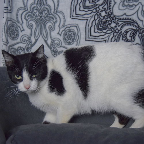 HOLLY - Domestic Short Hair available for adoption