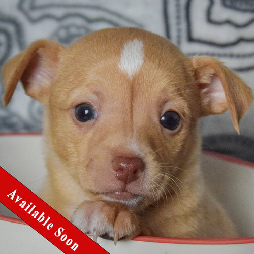 picture of the dog needing adoption