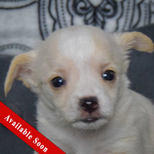 picture of the dog needing adoption