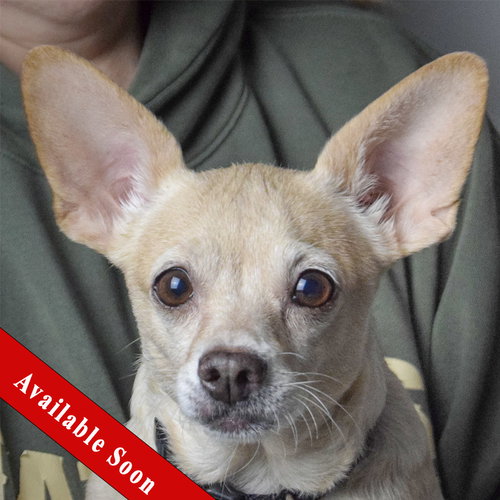 picture of the dog needing adoption