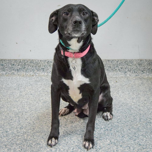 GEMMA - Black Labrador Retriever / American Staffordshire Terrier available for adoption