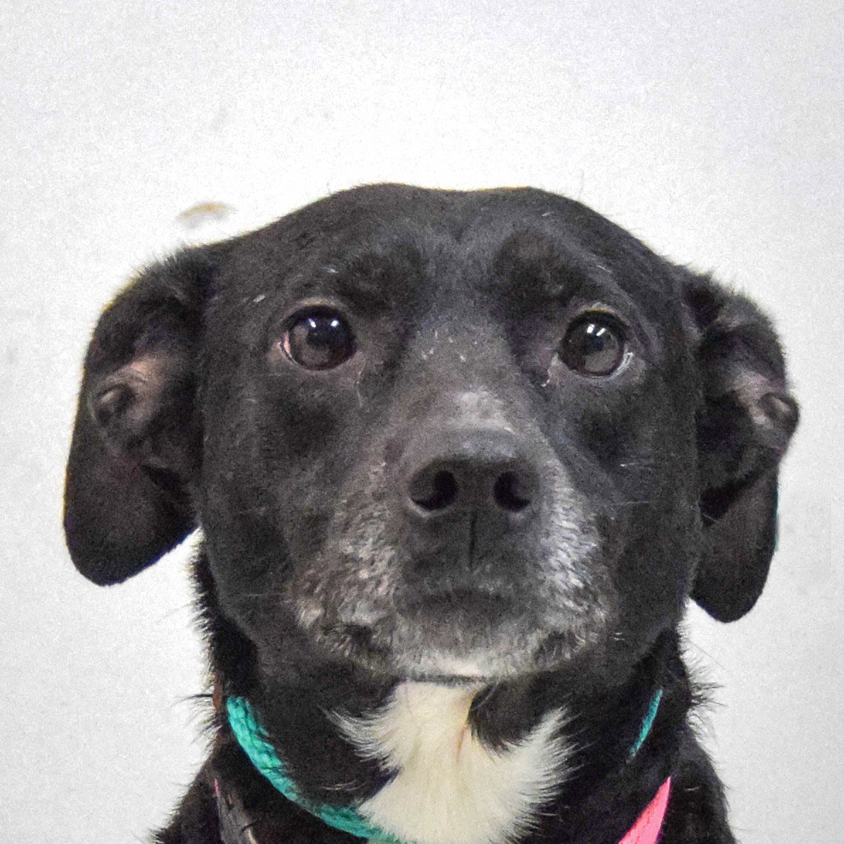 Gemma Image