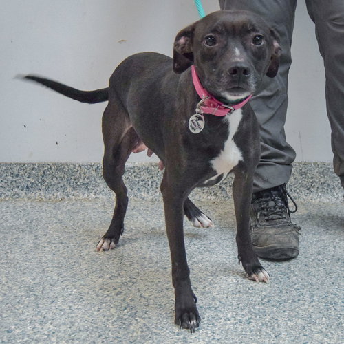 JEWELS - American Staffordshire Terrier / Black Labrador Retriever available for adoption