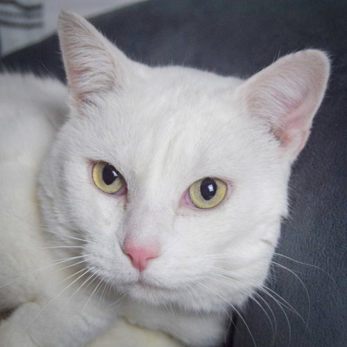 picture of the cat needing adoption