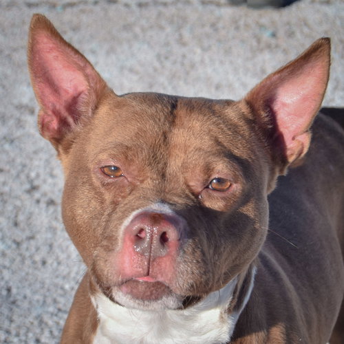 MERRYGOLD - American Staffordshire Terrier / American Bulldog available for adoption