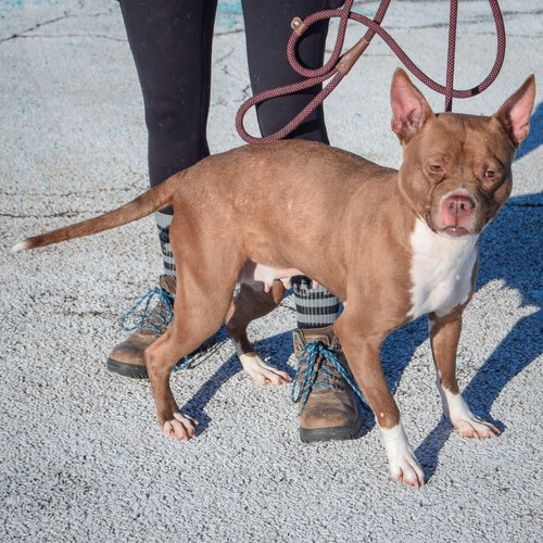 MERRYGOLD - American Staffordshire Terrier / American Bulldog available for adoption