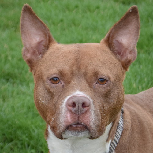 Merrygold, an adoptable American Staffordshire Terrier in Huntley, IL