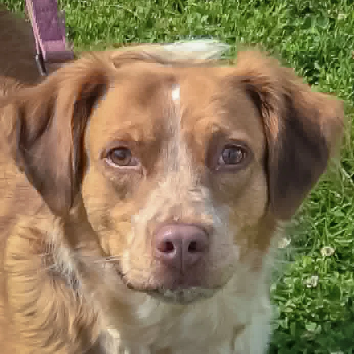 Shiloh