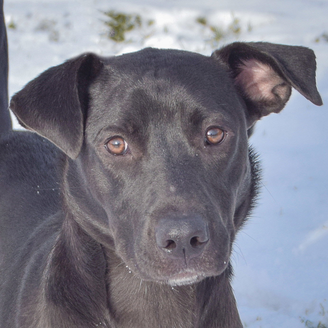Maggie Image