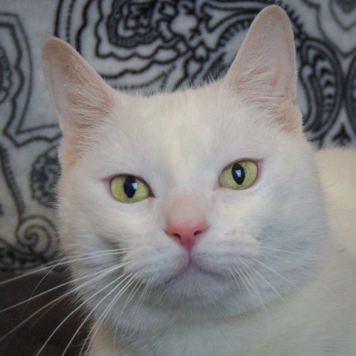 picture of the cat needing adoption