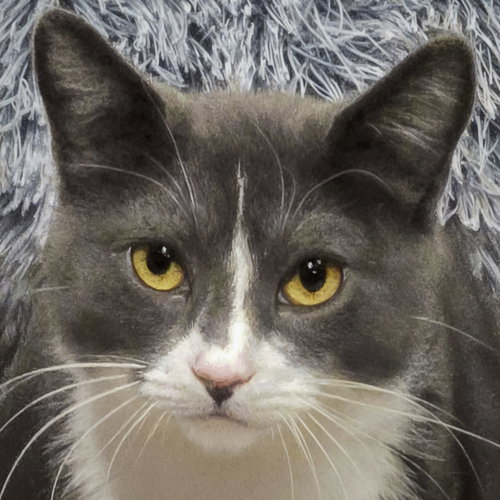 picture of the cat needing adoption