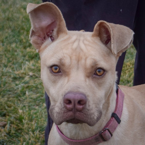picture of the dog needing adoption