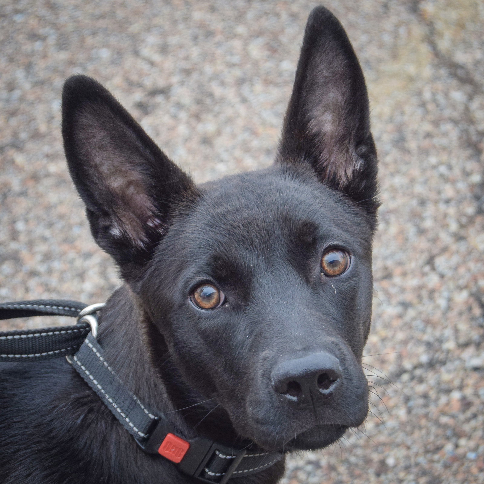 Xena Image