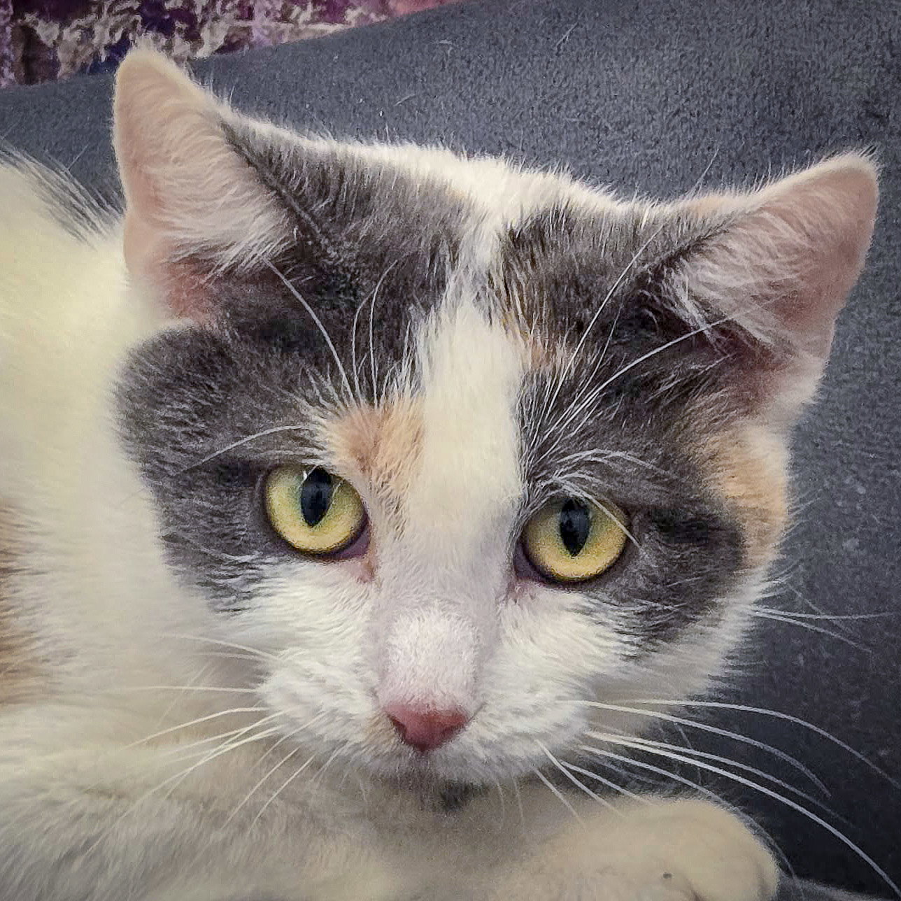 Barb Image