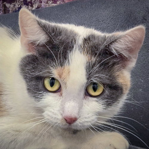 Barb, an adoptable Calico in Huntley, IL
