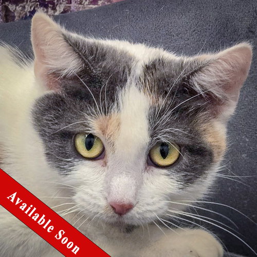 picture of the cat needing adoption