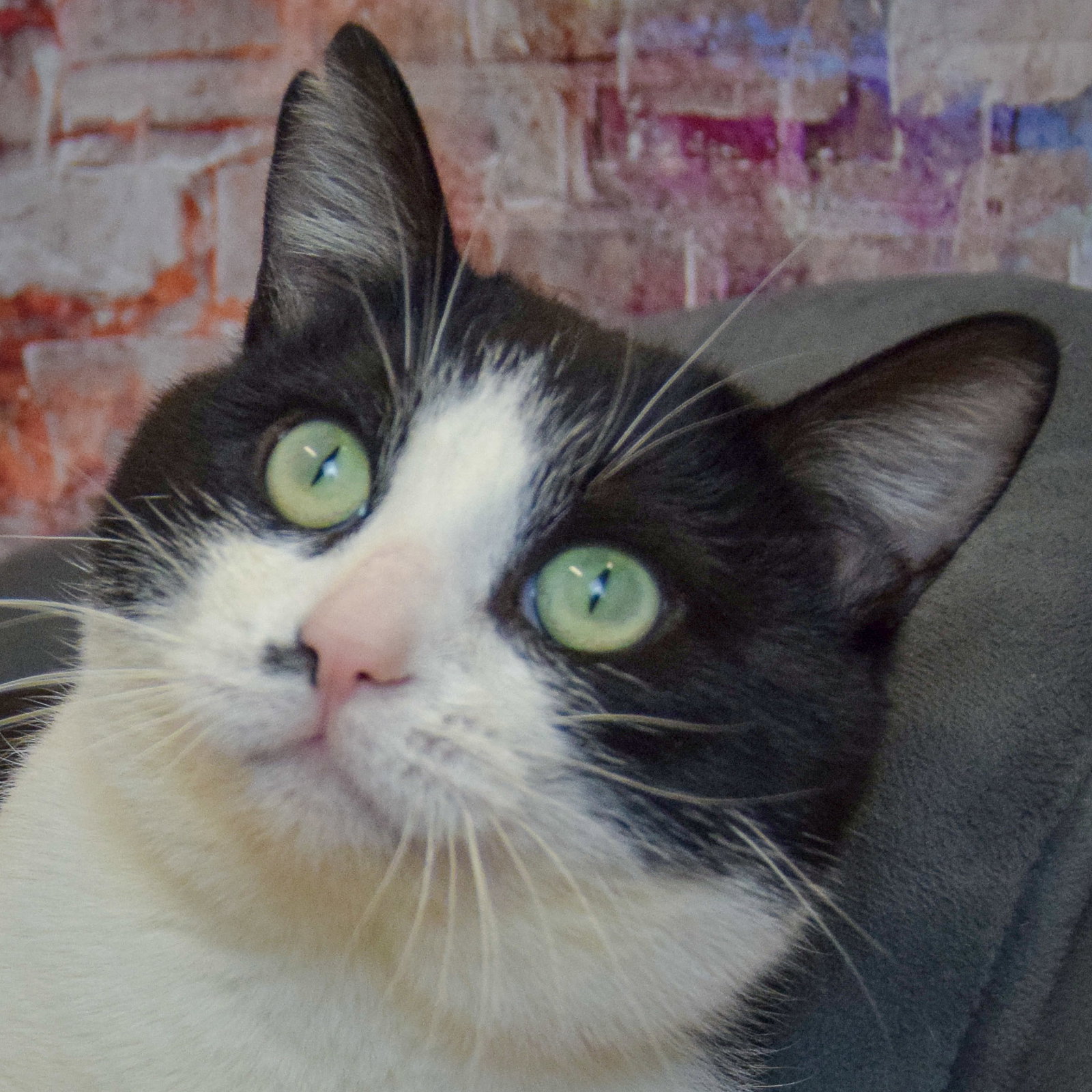 Figaro Image