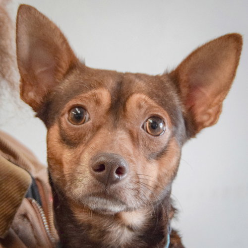 picture of the dog needing adoption