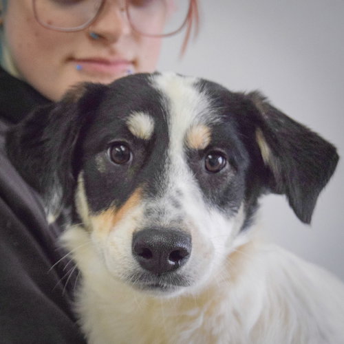 picture of the dog needing adoption