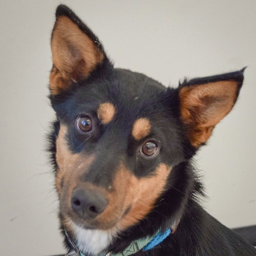 picture of the dog needing adoption