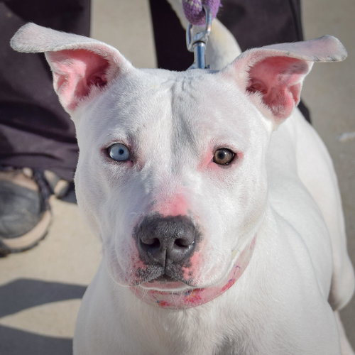 picture of the dog needing adoption