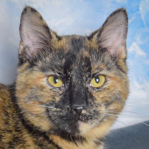 picture of the cat needing adoption