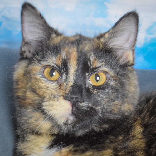 picture of the cat needing adoption
