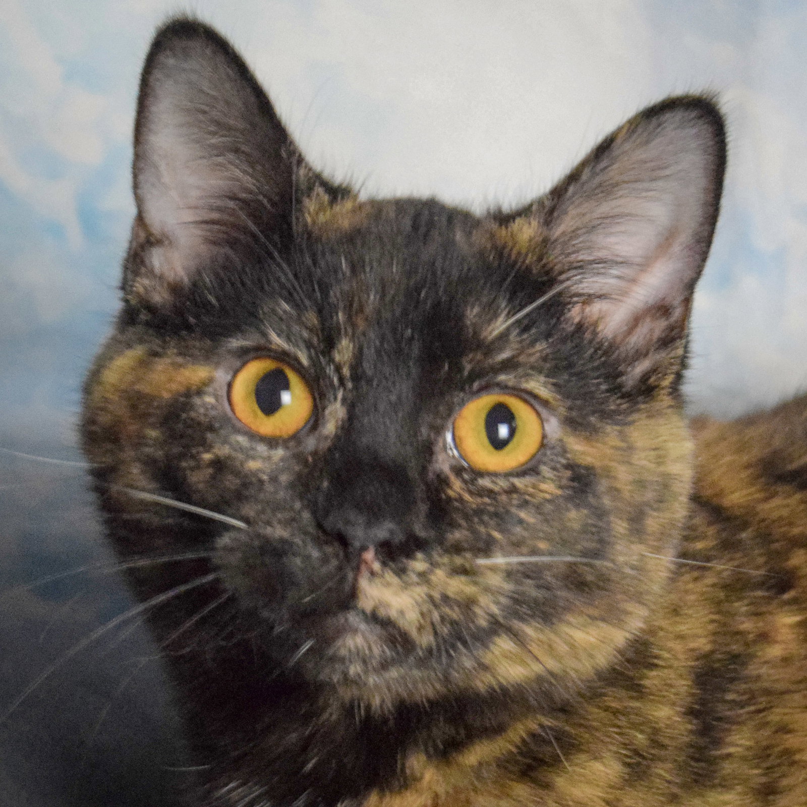 Josephine Image