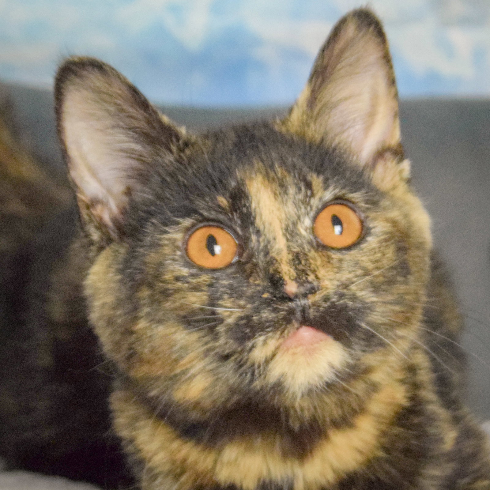 Winnie Image