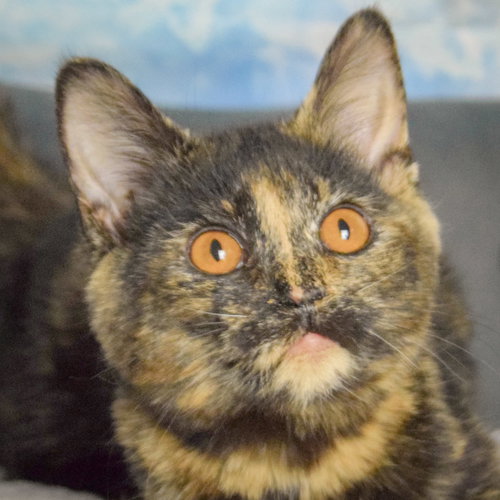 picture of the cat needing adoption