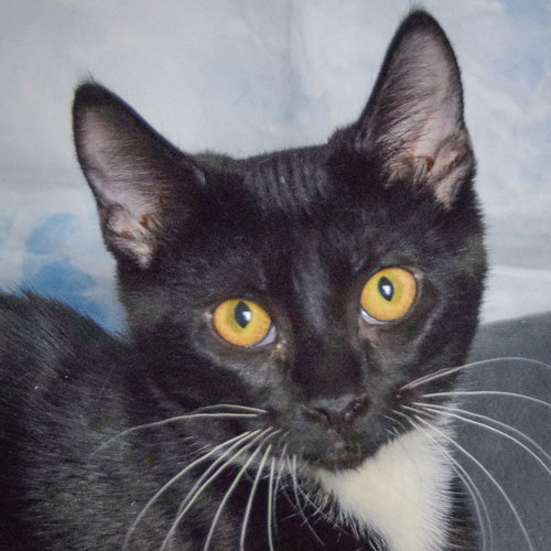 picture of the cat needing adoption