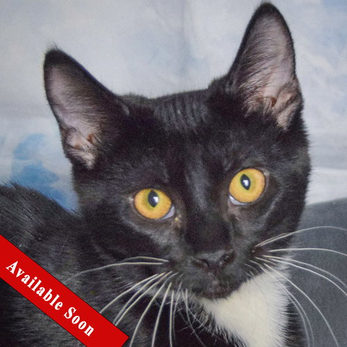 picture of the cat needing adoption