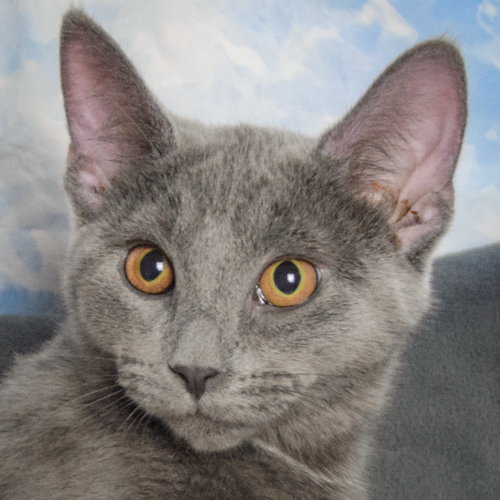 picture of the cat needing adoption