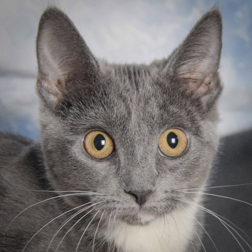 picture of the cat needing adoption